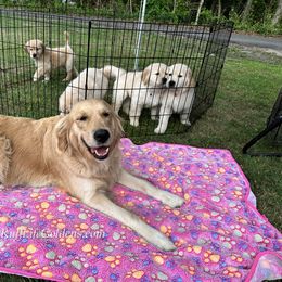 Golden Retriever Puppies from Ruff Life Goldens