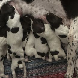 German Shorthaired Pointers from Oakley’s Shorthairs