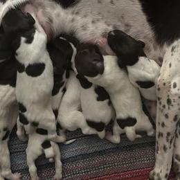 German Shorthaired Pointers from Oakley’s Shorthairs