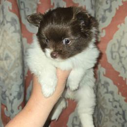 Girl 2 - Chocolate parti female Pomeranian puppy in Meherrin, Virginia from Traveling Poms