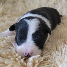 Lil Blue - Black and white female Border Collie puppy in Caledonia, Michigan from Magnolia Acres