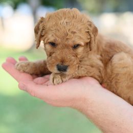 Goldendoodle Puppies from Dolly Doodle’s Doodles