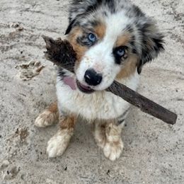 Aussiedoodles and Australian Shepherds from Autumn's Aussies