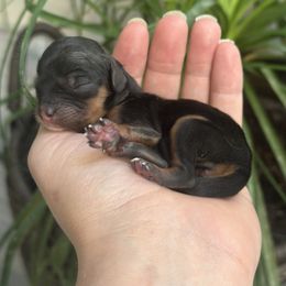 Cavalier King Charles Spaniel puppies from Pemberley Park