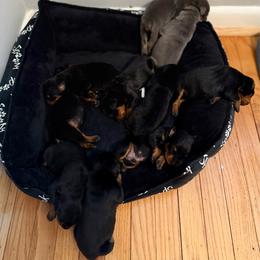 Girl 2 - Black female German Pinscher puppy in Stratford, New Jersey from Chapel Heights German Pinschers