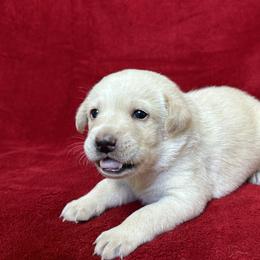 Sixth born pup - Yellow female Labrador Retriever puppy in Antwerp, Ohio from Clark’s Loyal Labradors