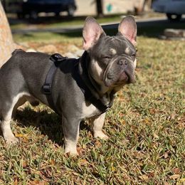 Logan - French Bulldog
