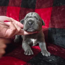 Boy 4 - Gray male Cane Corso puppy in Mason City, Illinois from Red Wood Cane Corso