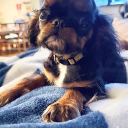 Aurora - Black and tan female English Toy Spaniel puppy in Pennsylvania from Enchanting Charlies