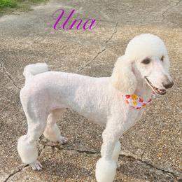 Poodle Puppies from Semmy’s standard Poodle