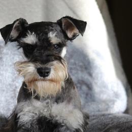 Miniature Schnauzer All Grown Up from Crooked Tree Ranch