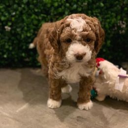 Bernedoodles and Goldendoodles from Skyline Doodles