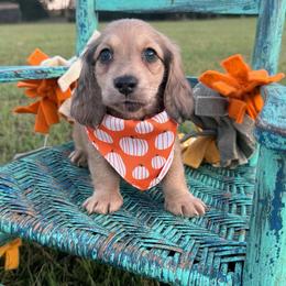 Bennett - Cream male Dachshund puppy in New Albany, Mississippi from Double A. Doxies