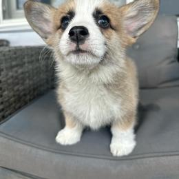 Willow - Sable female Pembroke Welsh Corgi puppy in Urbana, Ohio from Edgewood Farm and Kennel