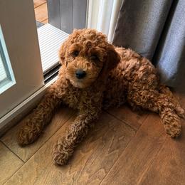 No Collar (Rosie) - Red  female Goldendoodle puppy in Landis, North Carolina from Shelbys Doodle Farm