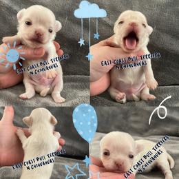 Romeo - Cream male Chihuahua puppy in Kannapolis, North Carolina from East Coast Bull Terriers N Chihuahuas