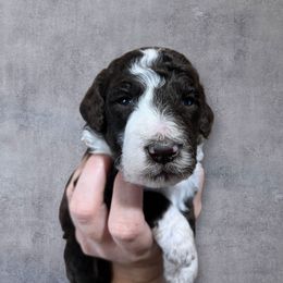 Chestnut - Brown and white male Aussiedoodle puppy in Clarkston, Washington from Aussiedoodle palace
