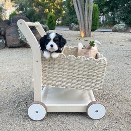 Benny - Tri-color male Cavalier King Charles Spaniel puppy in Shingle Springs, California from California Spaniels