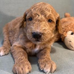 Archer - Apricot male Goldendoodle puppy in Rochester, New York from Willowgreen Goldendoodles