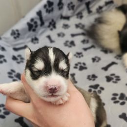 Albert - Sable and white male Siberian Husky puppy in Lakebay, Washington from Cascade Siberians