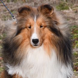 Stax - Shetland Sheepdog