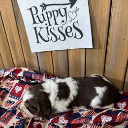 English Springer Spaniel Puppies from Crafts Springer Love