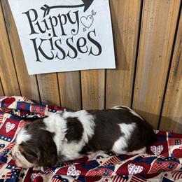 English Springer Spaniel Puppies from Crafts Springer Love