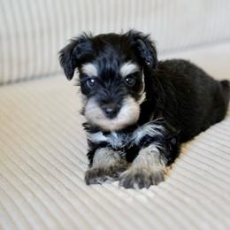 Champ - Black and silver male Miniature Schnauzer puppy in Snowflake / Phoenix, Arizona from Snowflake Schnauzers