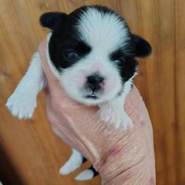 Millie - Black and white female Shih Tzu puppy in Palmyra, New York from Karen's Tzus of Palmyra-Macedon
