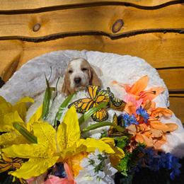 Hoover - Lemon and white male Basset Hound puppy in Big Rapids, Michigan from Basket Hound Bassets
