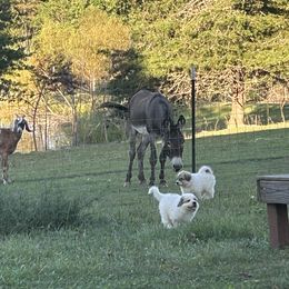 Anatolian Shepherd Dog and Great Pyrenees Puppies from Three Little Birds Farm