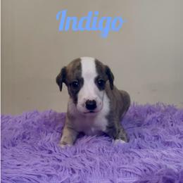 Boy 2 - Fawn brindle male Whippet puppy in Brooksville, Florida from Phasion Whippets Kimberly & Paul Norton Sr.
