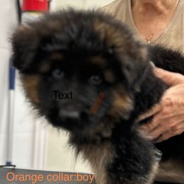 Orange boy - Black and red male German Shepherd puppy in Annetta, Texas from OakSong German Shepherd Dogs