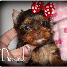 Diamond - Chocolate and tan female Yorkshire Terrier puppy in Warren, Michigan from Danielle's Yorkie & Shih Tzu Babies