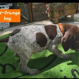 Orange boy - Liver roan male German Shorthaired Pointer puppy in Dahlonega, Georgia from Pointer Mountain Bird Dogs