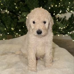 Chase - White male Poodle puppy in Roseville, California from Aura & Luxe Poodles