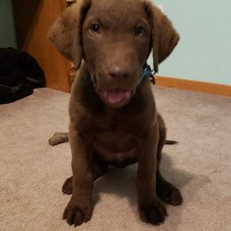 Chesapeake Bay Retrievers from Adams Nenana Fars