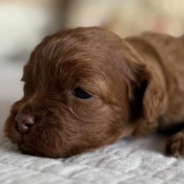 Nova- purple collar - Red female Cavapoo puppy in Beckley, West Virginia from By Design Doodles