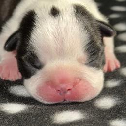 Black Ribbon Boy - Black brindle and white male Boston Terrier puppy in Cedar Hill, Texas from Baldwins Boston Terriers