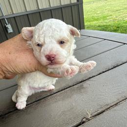 Carson - Champagne male Maltipoo puppy in Oakland, Kentucky from Imperial Dogs
