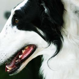 Borzois from Emerald City Borzoi