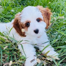 Goldie - Blenheim female Cavapoo puppy in Malad City, Idaho from FreckledCowgirlPuppies