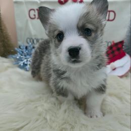 Jack o lantern - Sable male Pembroke Welsh Corgi puppy in Charleroi, Pennsylvania from Twilight Hollow Corgis