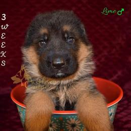 Lime - Black and red male German Shepherd puppy in Orlando, Florida from AceHaven Canines