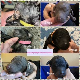Poodle Puppies from New Beginnings Standard Poodles