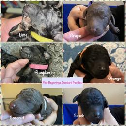 Poodle Puppies from New Beginnings Standard Poodles
