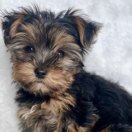 French Bulldogs and Yorkshire Terriers from Puppy Love AZ LLC