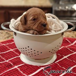 Gnocchi (Orange Collar) - Red  female Goldendoodle puppy in Guthrie, Oklahoma from Edmond Doodles, LLC