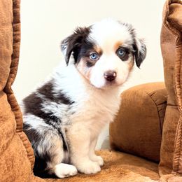 Morel - Blue merle Miniature American Shepherd puppy in Moscow, Idaho from Panhandle Australian Shepherds