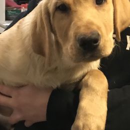 Labrador Retriever Puppies from Sycamore Kennels